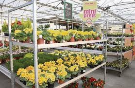 Dauerblüher und superstauden für garten und balkon. Fruhlingspflanzen Nicht Gefragt