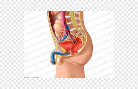 Check spelling or type a new query. Pelvis Human Anatomy Abdomen Physiology Woman Hand People Woman Png Pngwing
