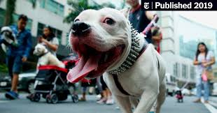 Check spelling or type a new query. The Pit Bull Gets A Rebrand The New York Times