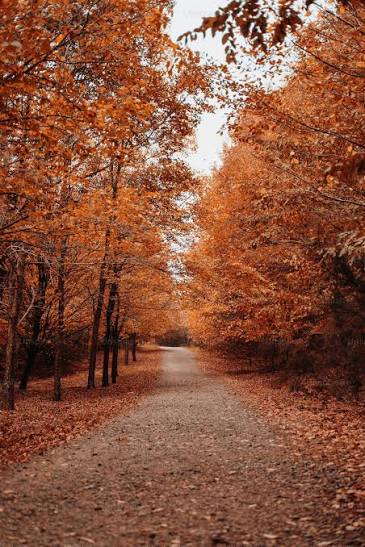 Fall Season Pictures | Download Free Images on Unsplash