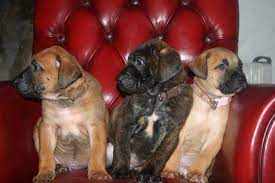 Because a mixed dog breed can take on any combination of characteristics from one or both of the parent breeds, it's important to talk to the breeder about the other parent breed in the cross. Boerboel South African Mastiff X Rottweiler Truro Cornwall Pets4homes