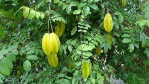 This item can be obtained from the following: Free Photo Starfruit Tree Carambola Exotic Fruit Free Download Jooinn