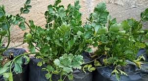 Banyak cara tanam daun sup, namun begini cara ramai buat dan menjadi! Cara Mengatasi Daun Keriting Pada Tanaman Seledri Kampustani Com