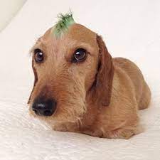 This Mini Mohawk Mutt Dog Haircuts Dog Hair Wire Haired Dachshund