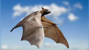 La kitti à nez de porc (2), quant à elle, mesure environ 13 centimètres d'envergure et pèse tout juste 2 grammes. Photo Une Chauve Souris Tirant Sur Le Noir