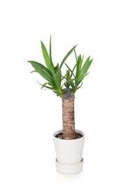 When should i repot my yucca plant? Wild Interiors How To Care For Yucca Cane
