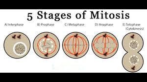 What are the 5 stages of cell division. Cell Division And Mitosis Rap Bjg Youtube