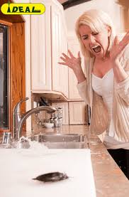 Una de sus características es que le gusta pasar el tiempo en la cocina, baño o en lugares donde. Como Eliminar Las Cucarachas De La Cocina 91 674 35 05 Ideal Servicios
