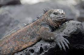 Pin On Galapagos Islands
