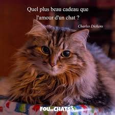 Quel Plus Beau Cadeau Que L Amour D Un Chat De Charles Dickens Belle Journee A Tous Chat Chats Foudechats Amour Dog Cat Pictures Dog Cat Cat Quotes