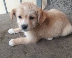 Io vivo a padova, ma sono disposta anche ad. Roma Regalo Cuccioli Meticcio Di 3 Mesi Regalo Cuccioli Cani Roma Vai All Annuncio Cuccioli Di Cani Cani Razze Di Cane Piccole