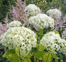 Schneeballhortensie Weisse Eleganz Garten Pflanzen Hortensien Garten Garten Bepflanzen