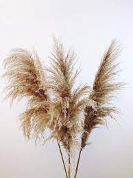 Tall Fluffy Dried Natural Dark Ash Brown Pampas Grass Bunch 4 Stems Pampas Grass Pampas Pampas Grass Decor