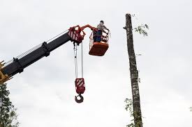 If you are unable to hire a professional tree service or arborist and need to fell the tree yourself, then these tree cutting techniques may help things go more smoothly. Albany Tree Property Service Albany Tree Property Service Voted 1 Arborist In Ny