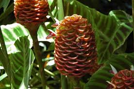 North Queensland Cairns Botanischer Garten Mit Mit Wunderschonen Exotischen Pflanzen