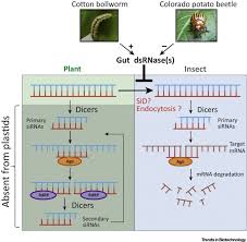 Our technicians don't cut corners! Next Generation Insect Resistant Plants Rnai Mediated Crop Protection Trends In Biotechnology