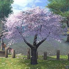 Eastern Cherry Tree Cherry Tree Tree Palm Beach Gardens