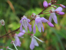 Image result for Hylodesmum