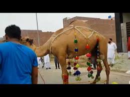 The festival eid ul adha is the most sacred, historical and faith reinvigorating occasion in the muslim calendar. Camel Qurbani Professional Qasai Camel Qurbani 2017 Eid Ul Adha Youtube