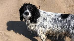 Pet people hours and pet people locations along with phone number and map with driving directions. Ny9zyevtxnpmzm