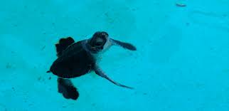 The newly hatched green sea turtles are very susceptible to predators, exposure, and losing their way. Facts About Sea Turtles Live Science