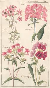 Image result for Polemoniaceae