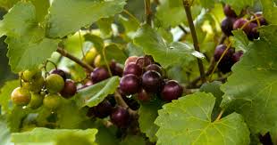 Walmart.com has been visited by 1m+ users in the past month Growing Grapes In The Gainesville Area