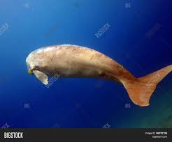 They feel that dugongs/mermaids are an affront to god and must be wiped out. Mermaid Image Photo Free Trial Bigstock