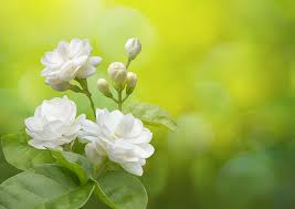 Soil needs to be moist but not soggy. Jasmine Flower Varieties And Types Of Jasmines Theflowerexpert