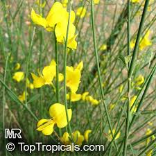 Image result for Aptosimum junceum