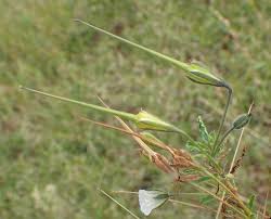 Image result for Monsonia angustifolia