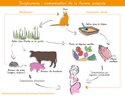 Les risques de consommer du ris de veau au cours de la grossesse vont être la toxoplasmose et la listériose. Toxoplasmose Et Grossesse Les Aliments Interdits