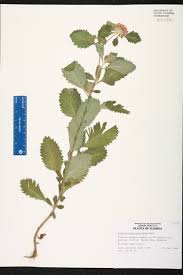 Image result for Centratherum