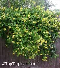 Image result for Tristellateia africana