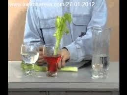 Www Alekhbareya Com النبات يمتص الماء والغذاء برهان العملية 27 01 2012 Youtube
