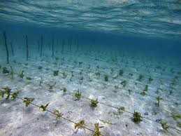 Sustainable Seaweed Farming In Solomon Islands Pt 2 Aquaculture Aquaponics Farm
