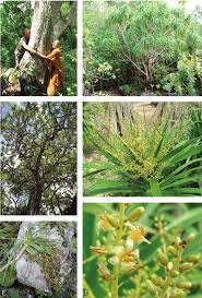 Image result for Dracaena camerooniana