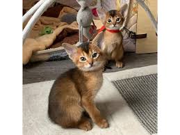 Click on the links above or below to learn all about the abyssinian breed, or take a look at the beautiful abyssinian kittens we may have for sale. Abyssinian Kittens Ready For Sale Uae Bulletin Board Abyssinian Kittens Ready For Sale Whatsapp Me At 237671762117 For More Details They Are Well Trained Vet Check And Ckc