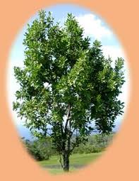 「allintext:"powered by phpbb" ~fidji parfum」的圖片搜尋結果