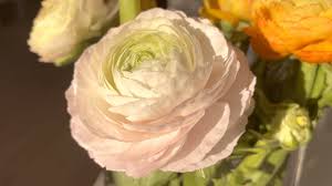 Ranunculus tubers are planted in the late fall and produce colorful spring flowers for garden consequently, many gardeners don't bother digging them up and plant new tubers every fall. Ranunculus Elegance Pastello Farmergracy Co Uk Youtube