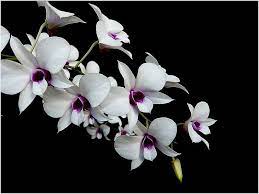 Dendrobium Bigibbum Var Compactum Dendrobium Orchids Orchids Flowers