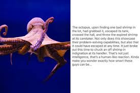 Granny morgan was sitting at the kitchen table when they came in. Octopuses Are Super Smart And They Re Definitely Going To Take Over The World