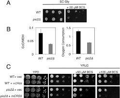 Growth Phenotypes Of Pic2 Yeast Strains Upon Copper Depletion A Download Scientific Diagram