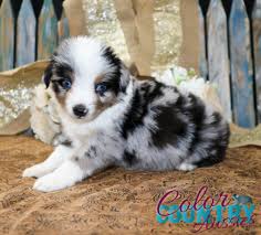 Boston terrier miniature schnauzer great dane schnauzer shetland sheepdog australian cattle cocker spaniel. Bing Color Country Aussies