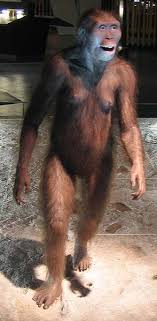Australopithecus afarensis the species a. Australopithecus Definition Characteristics Evolution Video Lesson Transcript Study Com