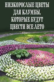 какие цветы посадить на клумбе чтобы цвели все лето фото Cvety Dlya Klumby Kotorye Cvetut Vse Leto V 2020 G Sadovye Idei Rasteniya Klumby