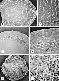 Image result for Whitfieldia thollonii