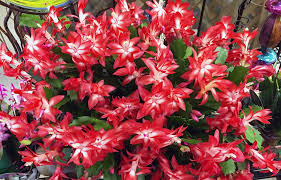 But shortly after, i thought of gram and how she'd repotting christmas cactuses isn't a hard task, but it's one to take on with great care, especially. Repotting Christmas Zygocactus Cactus The Dirt Gardener