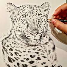 I Was Invited To Be A Part Of Explorers Against Extinction S 2018 Sketch For Survival Finishing Up This Amu Leopard Art Leopard Drawing Snow Leopard Drawing