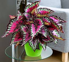 34 Poisonous Houseplants For Dogs And Cats Foliage Plants Bonsai Flower Flower Seeds